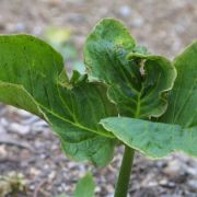 Image of Arisaema asperatum  N.E. Brown.