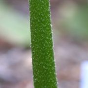 Image of Arisaema asperatum  N.E. Brown.