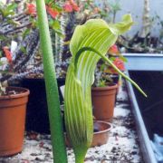 Image of Arisaema asperatum  N.E. Brown.