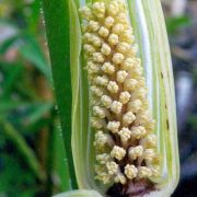 Image of Arisaema asperatum  N.E. Brown.