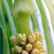 Image of Arisaema asperatum  N.E. Brown.