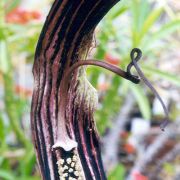 Image of Arisaema asperatum  N.E. Brown.