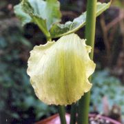 Image of Arisaema asperatum  N.E. Brown.