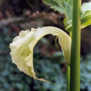 Image of Arisaema asperatum  N.E. Brown.