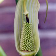 Image of Arisaema asperatum  N.E. Brown.