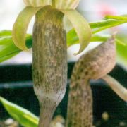 Image of Arisaema auriculatum  Buchet.