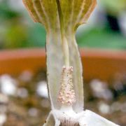 Image of Arisaema auriculatum  Buchet.