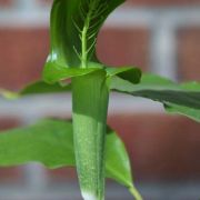 Image of Arisaema balansae AGA-0837-00 Engl..