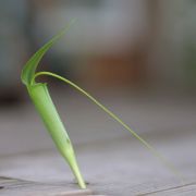 Image of Arisaema bathycoleum  Hand.-Mazz..