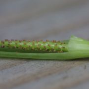 Image of Arisaema bathycoleum  Hand.-Mazz..