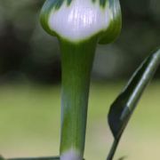 Image of Arisaema calcareum  H. Li.