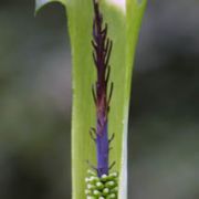 Image of Arisaema calcareum  H. Li.