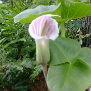 Image of Arisaema candidissimum  W. Smith.