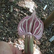 Image of Arisaema candidissimum  W. Smith.