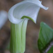 Image of Arisaema candidissimum  W. Smith.