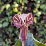 Image of Arisaema candidissimum  W. Smith.