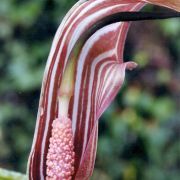 Image of Arisaema candidissimum  W. Smith.