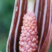 Image of Arisaema candidissimum  W. Smith.