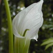 Image of Arisaema candidissimum  W. Smith.