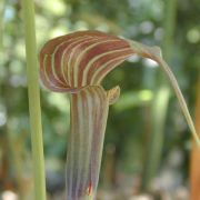 Image of Arisaema ciliatum  H. Li.