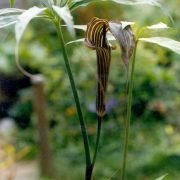 Image of Arisaema ciliatum  H. Li.