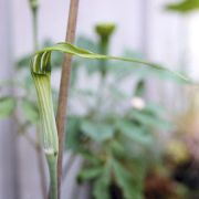 Image of Arisaema concinnum  Schott & cf. concinnum.