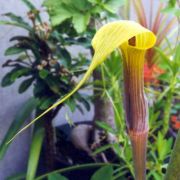 Image of Arisaema concinnum cf. concinnum Schott & cf. concinnum.