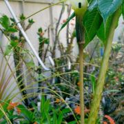 Image of Arisaema concinnum cf. concinnum Schott & cf. concinnum.