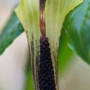 Image of Arisaema concinnum cf. concinnum Schott & cf. concinnum.