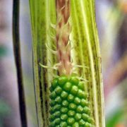 Image of Arisaema concinnum cf. concinnum Schott & cf. concinnum.