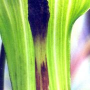 Image of Arisaema concinnum cf. concinnum Schott & cf. concinnum.