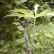 Image of Arisaema concinnum cf. concinnum Schott & cf. concinnum.