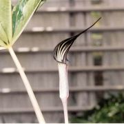 Image of Arisaema concinnum  Schott & cf. concinnum.