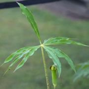 Image of Arisaema consanguineum  (L.) Schott.