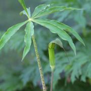 Image of Arisaema consanguineum  (L.) Schott.