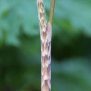 Image of Arisaema consanguineum  (L.) Schott.