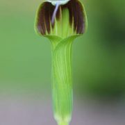 Image of Arisaema consanguineum  (L.) Schott.