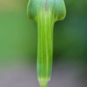 Image of Arisaema consanguineum  (L.) Schott.