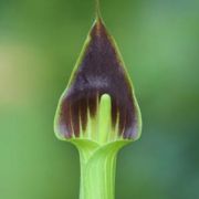 Image of Arisaema consanguineum  (L.) Schott.