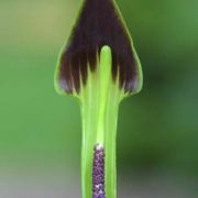 Image of Arisaema consanguineum  (L.) Schott.