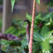 Image of Arisaema consanguineum  (L.) Schott.