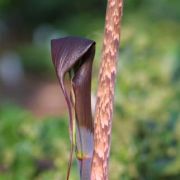 Image of Arisaema consanguineum  (L.) Schott.