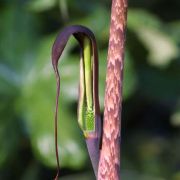 Image of Arisaema consanguineum  (L.) Schott.