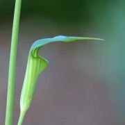 Image of Arisaema consanguineum  (L.) Schott.