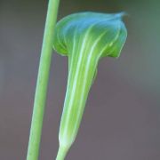 Image of Arisaema consanguineum  (L.) Schott.