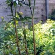 Image of Arisaema consanguineum  (L.) Schott.