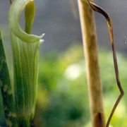 Image of Arisaema consanguineum  (L.) Schott.