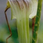 Image of Arisaema consanguineum  (L.) Schott.