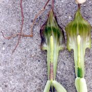 Image of Arisaema consanguineum  (L.) Schott.