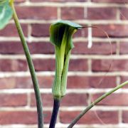 Image of Arisaema consanguineum  (L.) Schott.